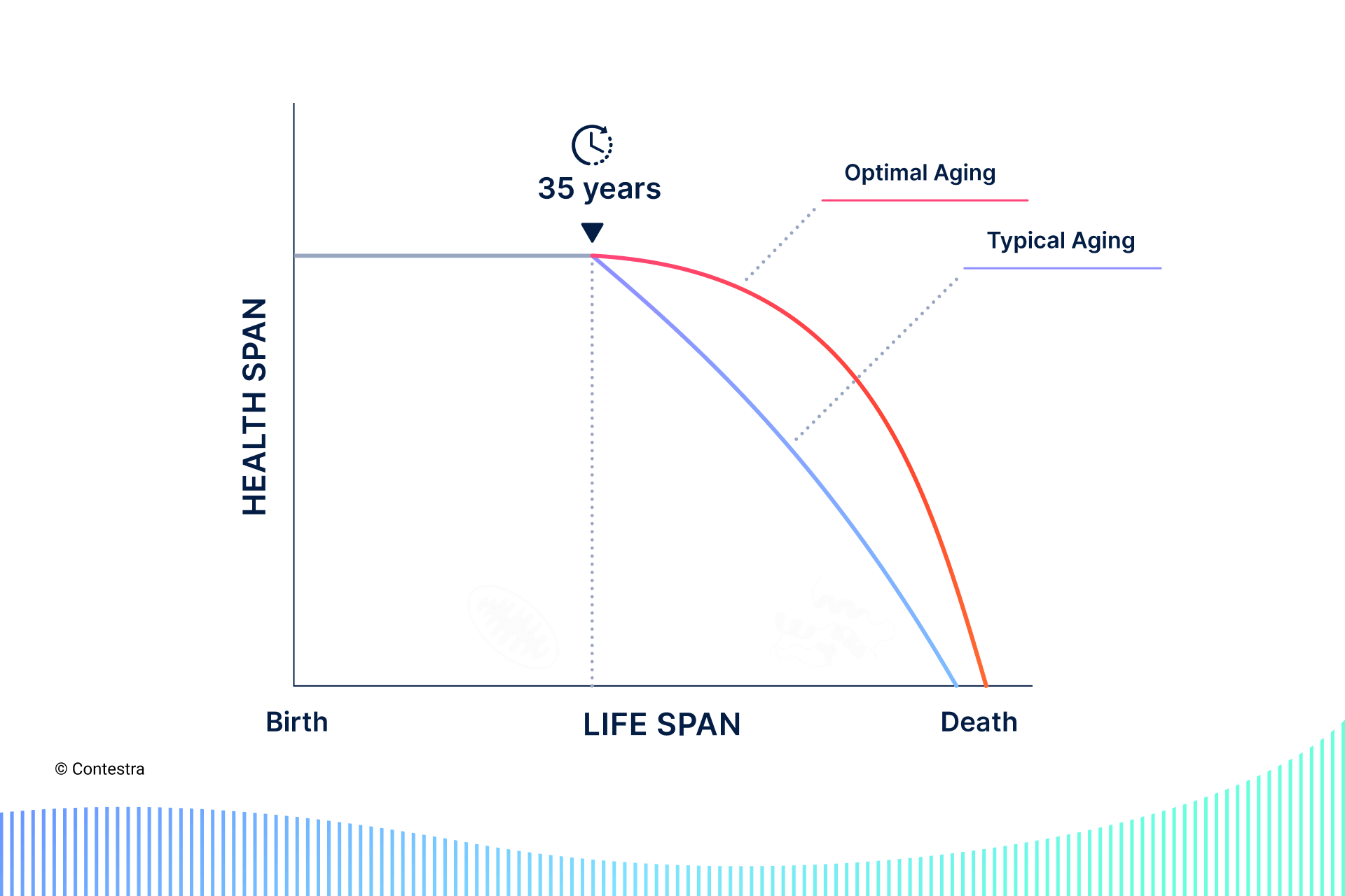 Curve depicting healthspan vs lifespan